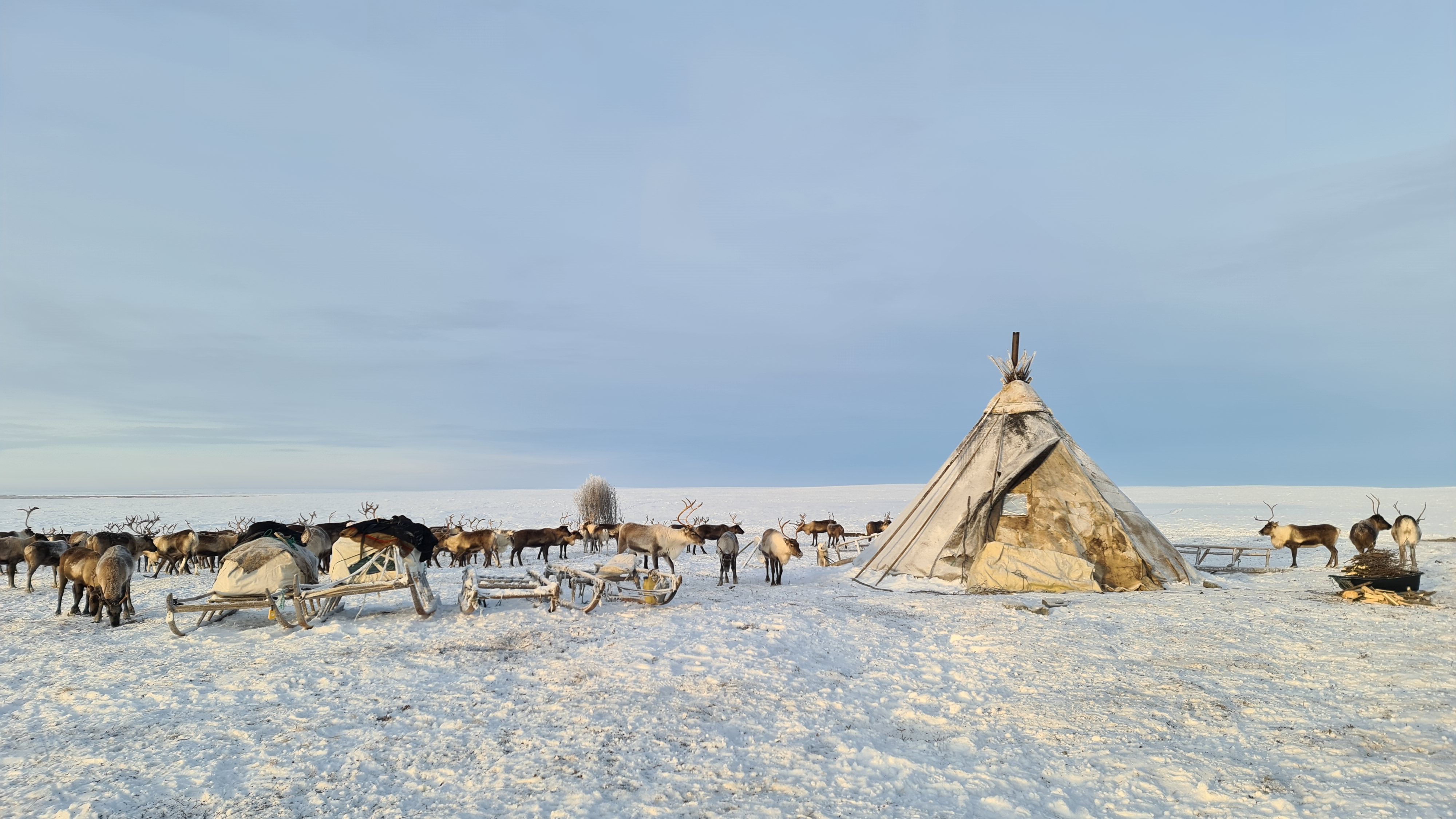 Image of Nenets